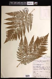 Pteridium aquilinum subsp. feei image