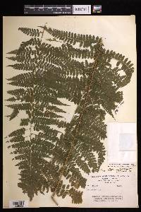 Dennstaedtia cicutaria image