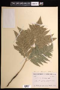 Pteridium aquilinum subsp. feei image