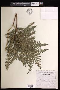 Pteridium aquilinum subsp. feei image