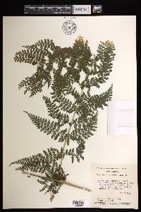 Dennstaedtia distenta image