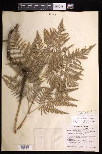 Pteridium aquilinum subsp. feei image