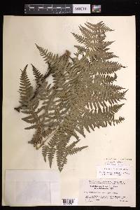 Pteridium aquilinum subsp. feei image