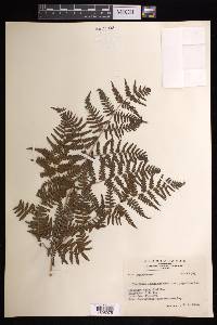 Pteridium aquilinum subsp. japonicum image