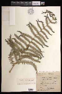 Pteridium aquilinum subsp. wightianum image