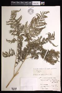 Pteridium aquilinum subsp. wightianum image