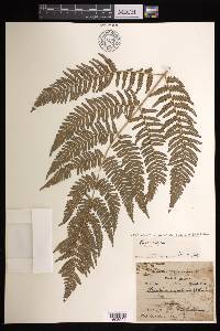 Pteridium aquilinum subsp. wightianum image