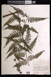 Cyathea divergens image