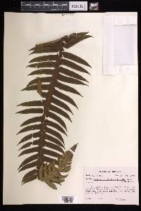 Cyathea horrida image