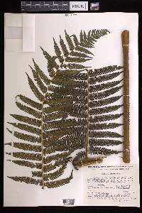 Cyathea fulva image