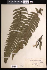 Cyathea horrida image