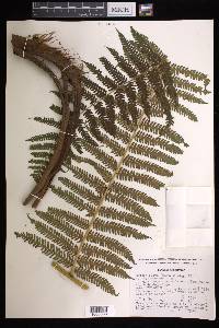 Cyathea fulva image