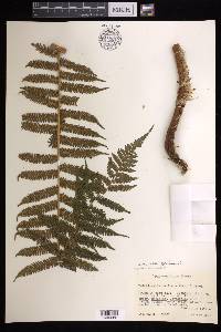 Cyathea godmanii image