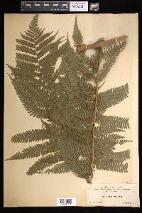 Cyathea arborea image