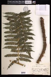 Cyathea fulva image