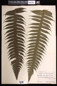 Cyathea horrida image