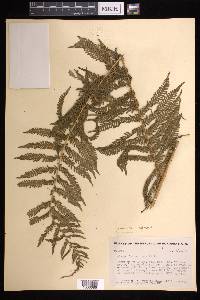 Cyathea godmanii image