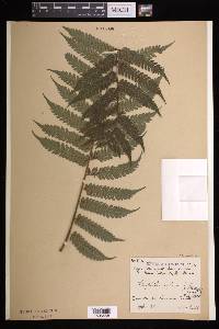 Cyathea aspera image