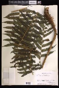 Cyathea fulva image