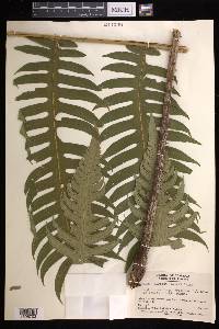 Cyathea horrida image