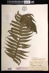 Cyathea horrida image