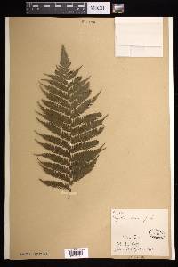 Cyathea arborea image