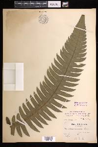 Cyathea horrida image