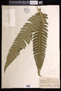 Cyathea horrida image