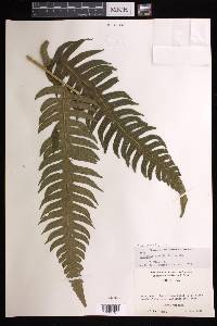 Cyathea horrida image