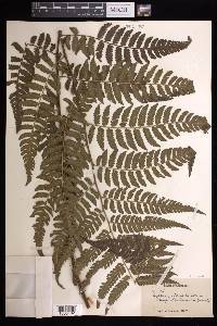 Cyathea aspera image