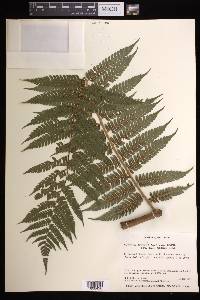 Cyathea arborea image