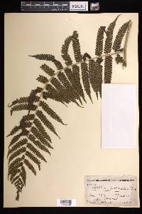 Cyathea divergens image