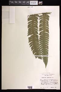 Cyathea aristata image