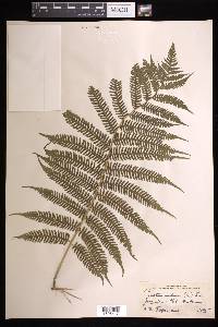 Cyathea arborea image