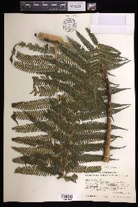 Cyathea bicrenata image