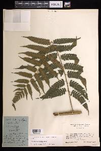 Cyathea divergens image