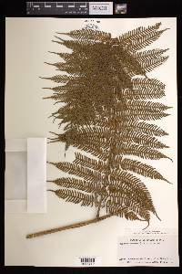 Cyathea arborea image