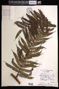 Cyathea fulva image