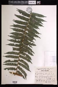 Cyathea fulva image