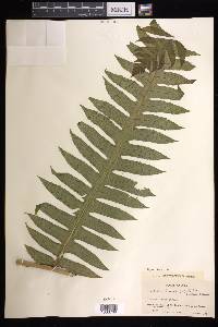 Cyathea horrida image