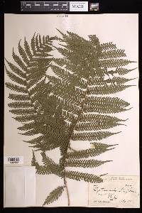 Cyathea arborea image