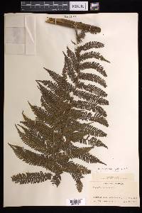 Cyathea godmanii image