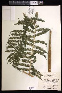 Cyathea fulva image