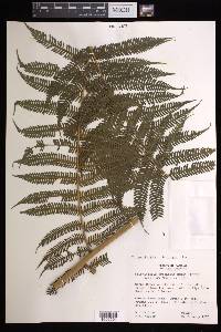 Cyathea bicrenata image