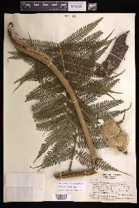 Cyathea arborea image