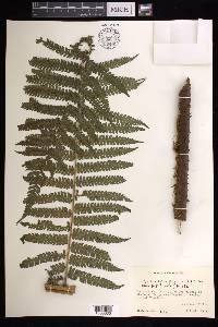 Cyathea fulva image