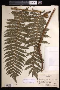 Cyathea furfuracea image