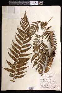 Cyathea chimborazensis image