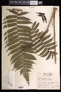 Cyathea aspera image