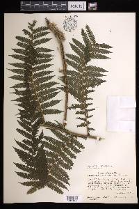 Cyathea godmanii image